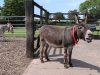 Banks loans its “most attractive” donkey to Hesketh Bank